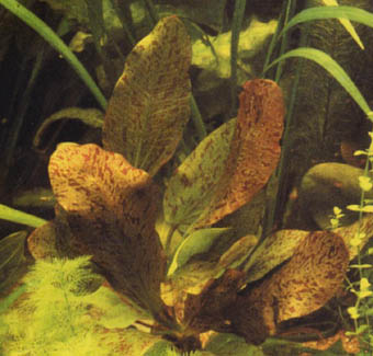 Echinodorus Ozelot